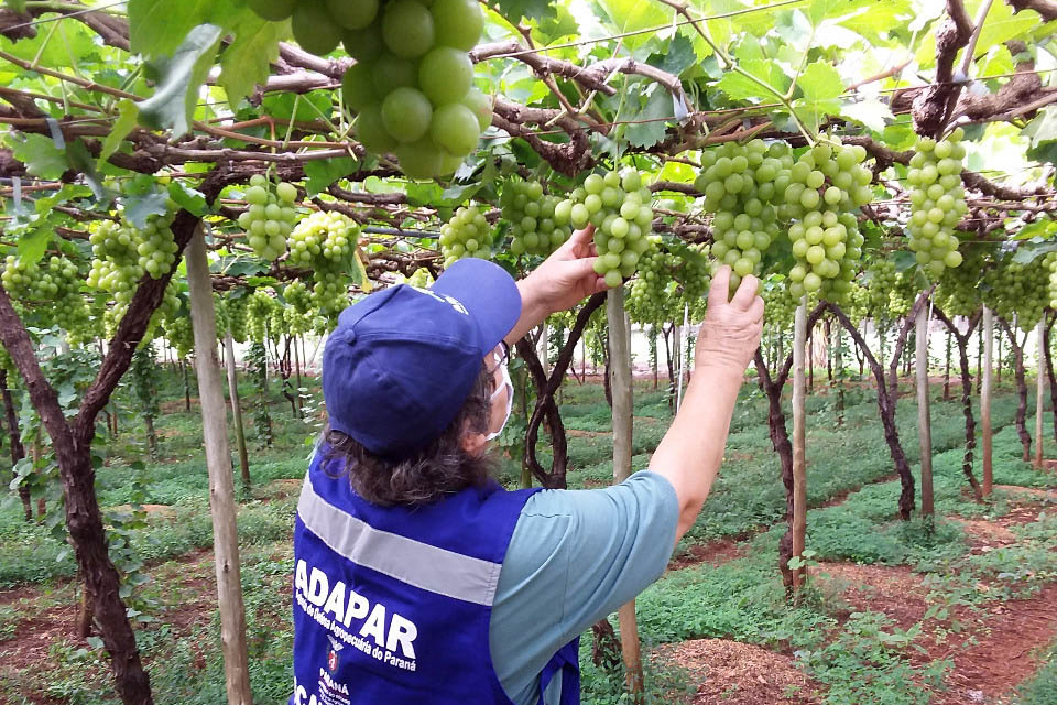 A fiscalização garante acesso a insumos de qualidade aos produtores rurais e alimentação saudável para a população.