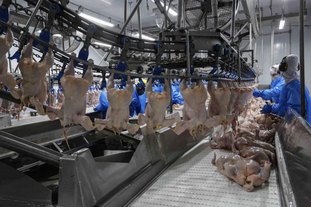 Entre janeiro e outubro deste ano, o Reino Unido importou 79,794 mil toneladas de carne de frango do Brasil, número praticamente igual ao realizado no mesmo período de 2021, com 79,800.Foto Jonathan Campos/AEN