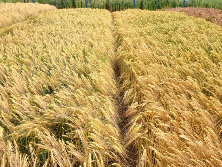 O zoneamento tem o objetivo de reduzir os riscos relacionados aos problemas climáticos e permite ao produtor identificar a melhor época para plantar, levando em conta a região do país, a cultura e os diferentes tipos de solos. Foto Emrbapa