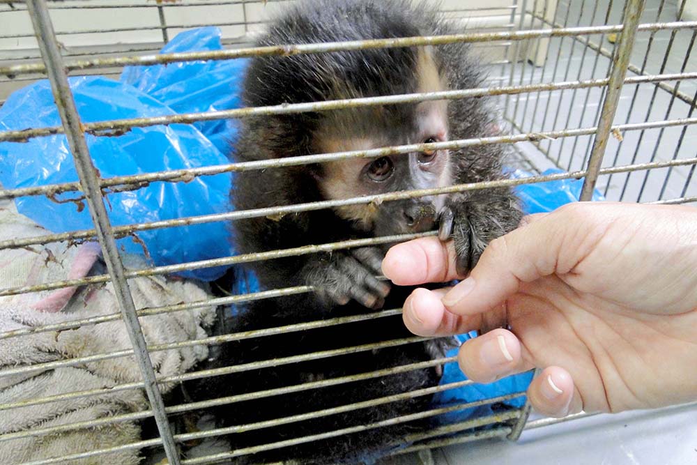 Os Cafs e Cetas são centros parceiros, planejados e distribuídos estrategicamente no Paraná, para tratamento da fauna silvestre vitimada pelo comércio ilegal, tráfico, cativeiro irregular e de maus-tratos. 