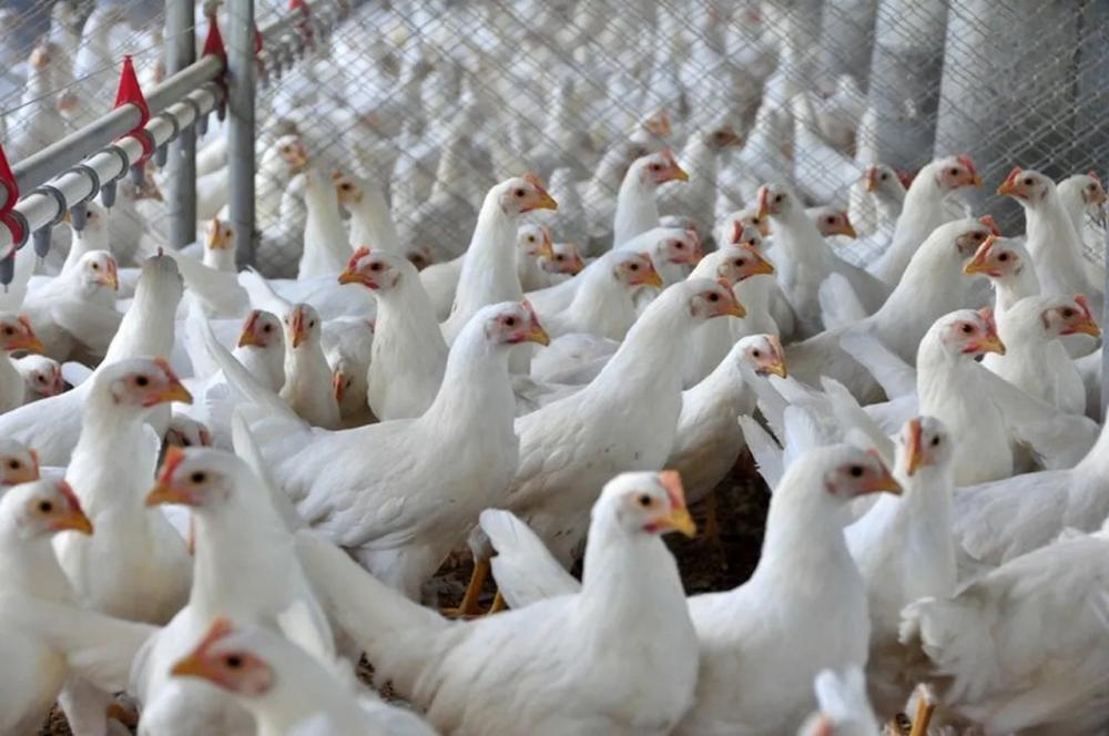 Além do risco sanitário, que pode causar perdas na produção, a ocorrência de gripe aviária representa risco comercial para o país onde o foco da doença é identificado.