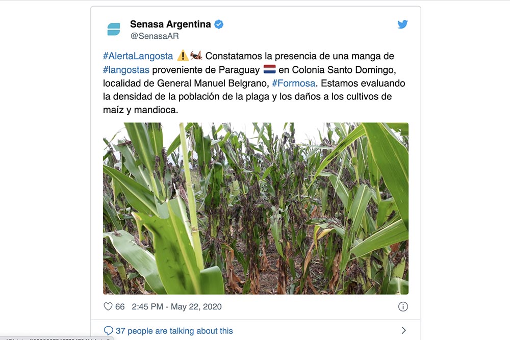 Uma nuvem de gafanhotos pode chegar ter até 40 milhões de insetos que se locomovem em busca de alimentos.
