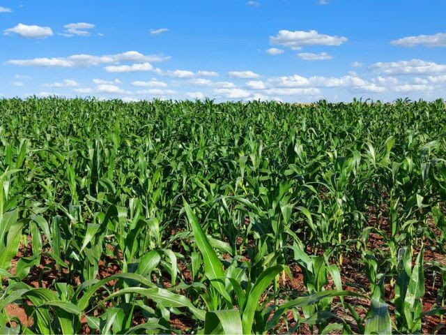 Campo de produção de sementes do milho Catarina, no município de Três Passos (Foto: Divulgação / Epagri)