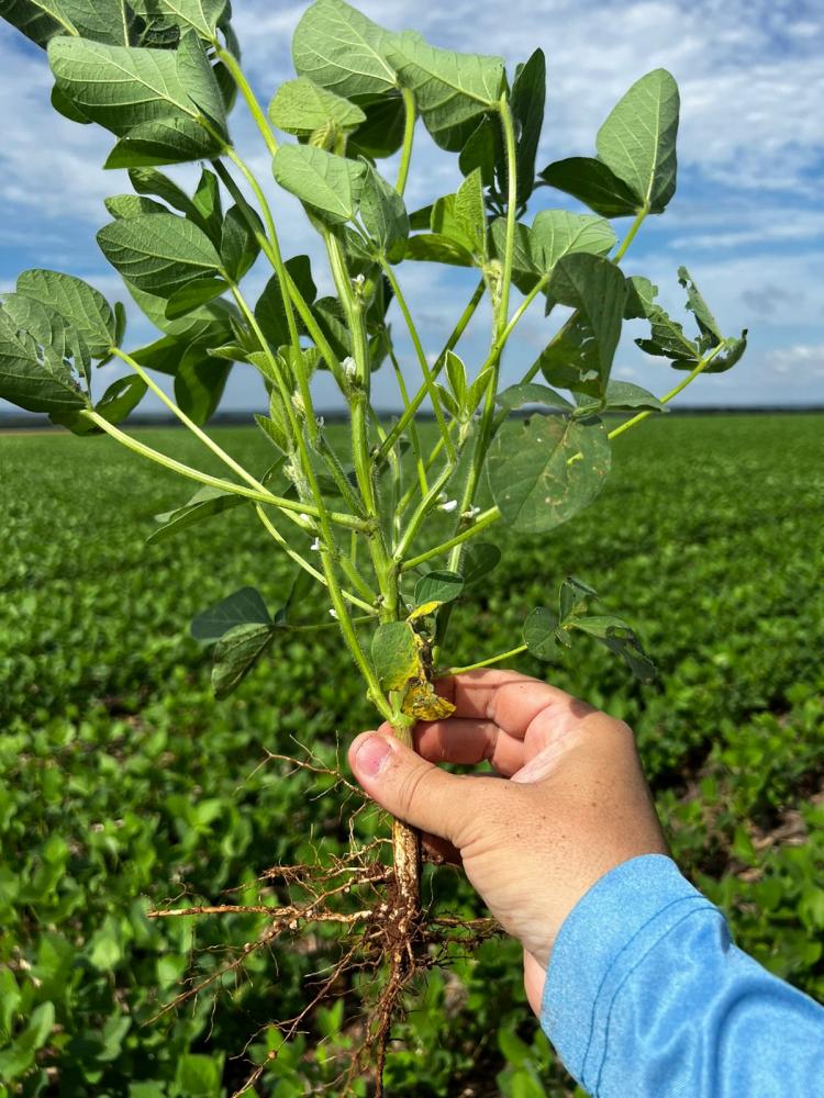 Planta com ótima estrutura após o uso do novo fertilizante