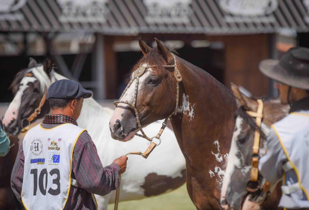 Nas últimas edições, os cavalos que atingiram maior valorização foram comercializados por uma média de R$ 30 mil. Foto: Fagner Almeida/Divulgação
