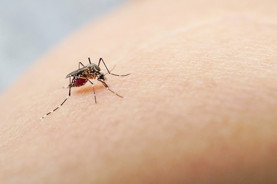A campanha de prevenção contra dengue será desenvolvida em formato inteiramente remoto, ou seja, por meio de Educação a Distância (EaD) e uso de ferramentas online.