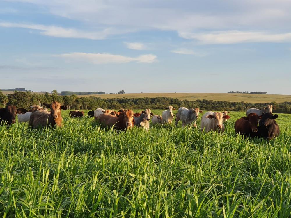 “Hoje temos a pecuária em apenas ¼ da área, porém produzimos 30% a mais do que quando tínhamos a pecuária em toda a área”, afirma produtor, Júlio Jacintho.