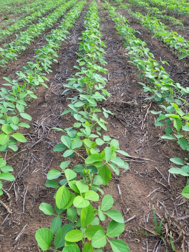 Os mais de 100 cooperados da Frísia que produzem soja no Tocantins apresentam anualmente uma evolução em área, produção e produtividade. Glayson Oliveira, engenheiro agrônomo da Frísia no Estado, conta que, para a oleaginosa, a expectativa da safra 22/23 