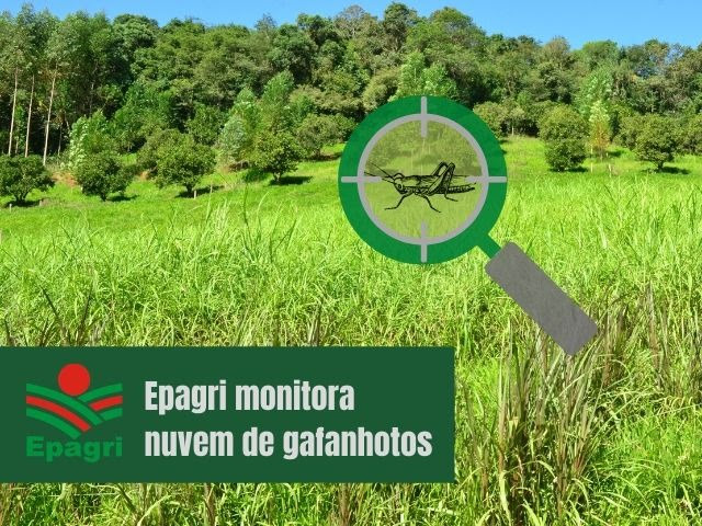 Técnicos também permanecem atentos ao deslocamento da nuvem de gafanhotos pelo território argentino