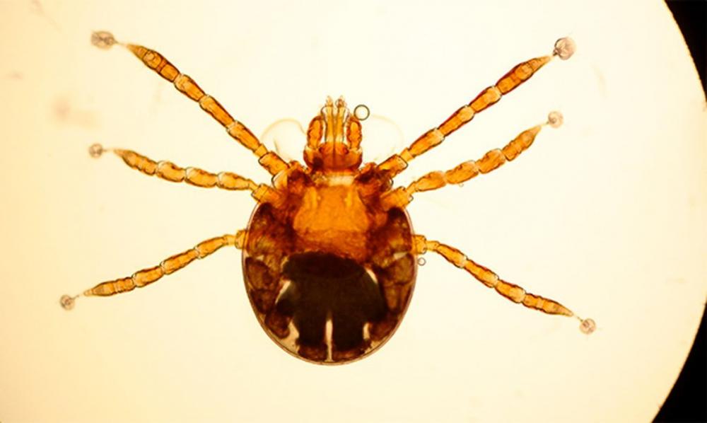 Larva de Rhipicephalus microplus com aumento de 100 vezes / Foto: Guilherme Marcondes Klafke
