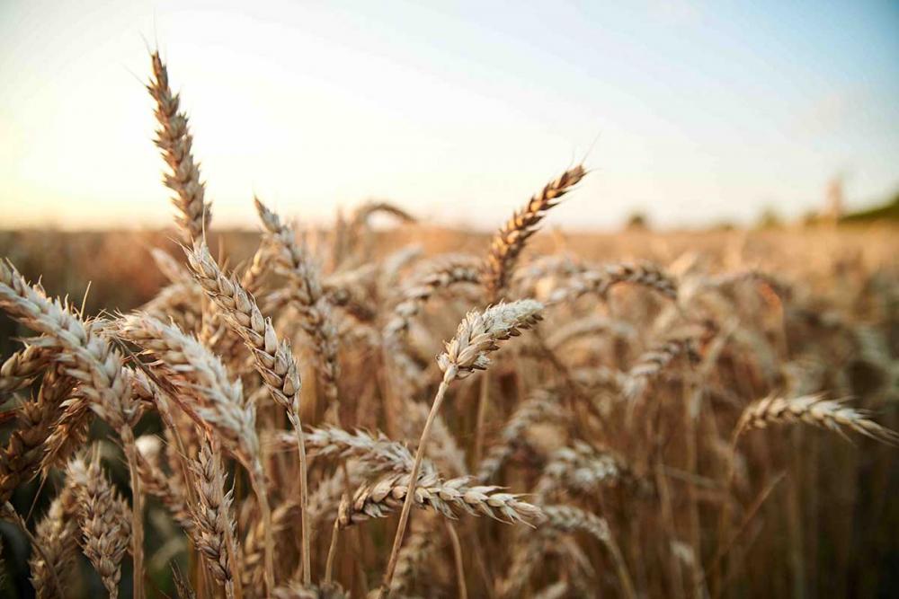 O problema na Argentina foi apontado no levantamento realizado pela SIMA (Sistema Integrado de Monitoramento Agrícola). Foto Divulgação