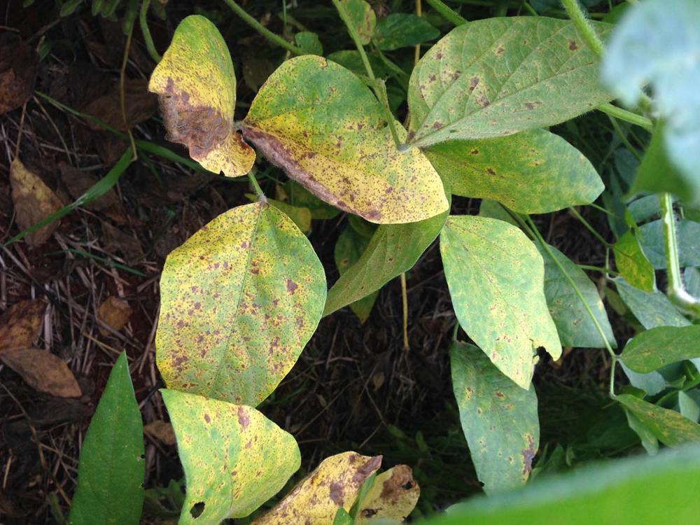 Plantas com a doença - A ferrugem-asiática da soja é a principal doença na cultura da soja e o custo médio para controle de doenças tem sido estimado ao redor de US$ 2,8 bilhões por safra no Brasil. Foto Embrapa