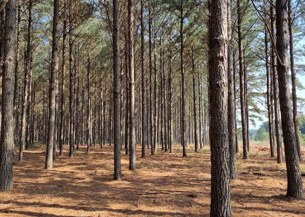 A metodologia permite reunir dados dispersos em várias bases e tratá-los para que estejam acessíveis a associações e empresas florestais, órgãos governamentais, consultorias do setor e universidades. Na foto, pinus plantado