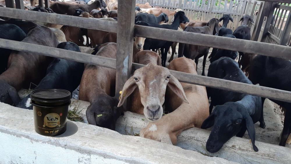  O V.e.S Super Premium Ovinos e Caprinos da Reino Rural Franchising ajuda a repor os nutrientes essenciais para esses animais