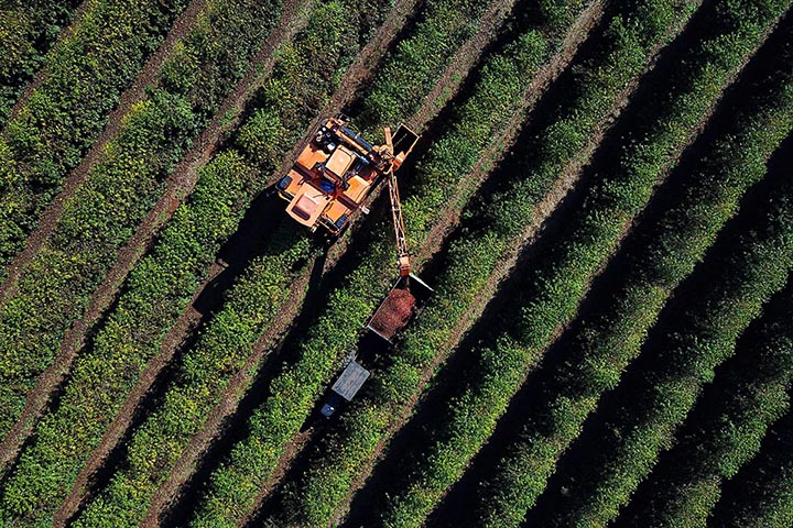 Clima desfavorável reduz em 40,7% a safra de café no Paraná Foto: José Fernando Ogura/Arquivo AEN