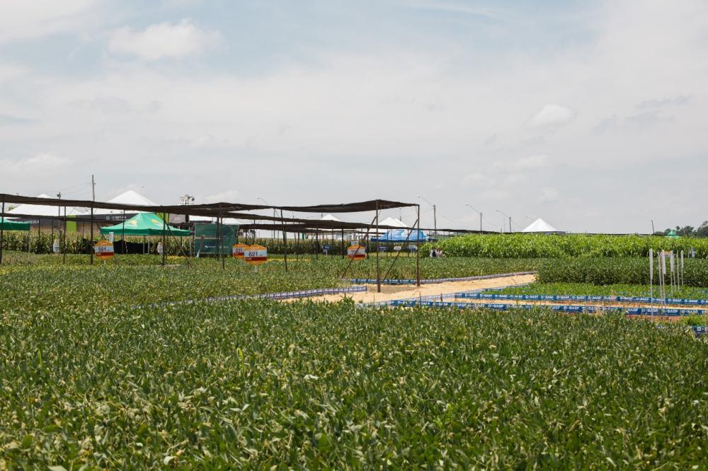 Além de palestras e demonstrações em campo de novas variedades e produtos direcionados à safra de verão, o BelaSafra mantém a tradição do Balcão de Negócios.