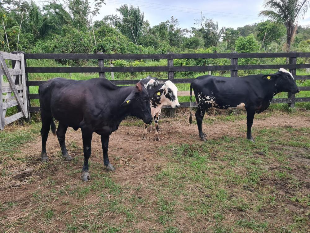 Para elevar produção de leite, pecuaristas de Roraima investem na raça Girolando