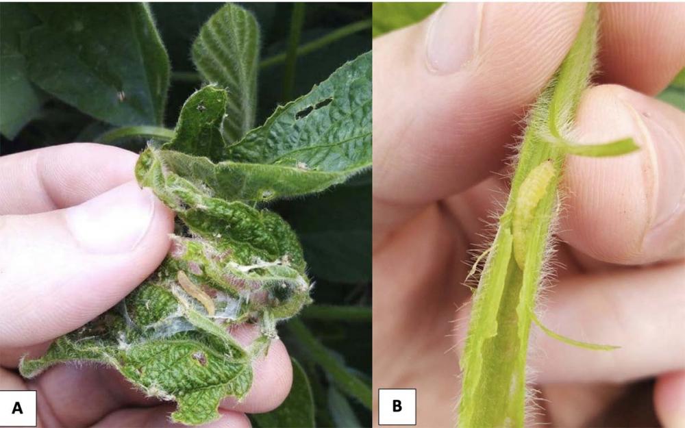 Ataque da broca-das-axilas nos ponteiros (A) e pecíolos (B) de plantas de soja.Arquivo Embrapa Soja