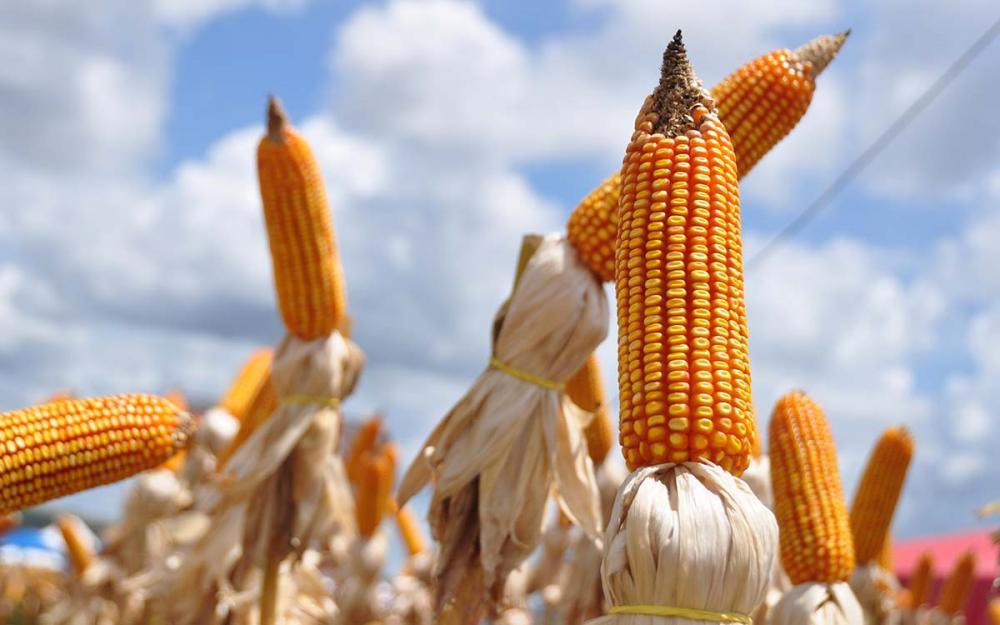 A cultura do milho, sobretudo na segunda safra, cresce não apenas em área, como também em produtividade, com o aumento do conhecimento e tecnologias aplicadas.