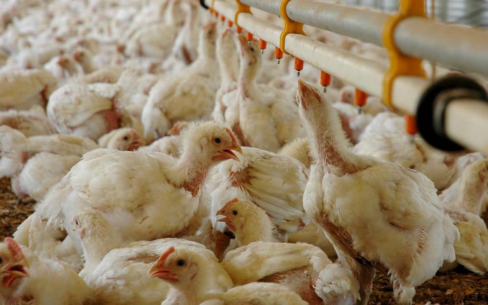 No acumulado do ano (janeiro a novembro), as exportações brasileiras de carne de frango alcançaram 4,436 milhões de toneladas, volume 5,6% maior que o embarcado nos onze primeiros meses de 2021, com 4,198 milhões de toneladas. Foto Toninho Anhaia