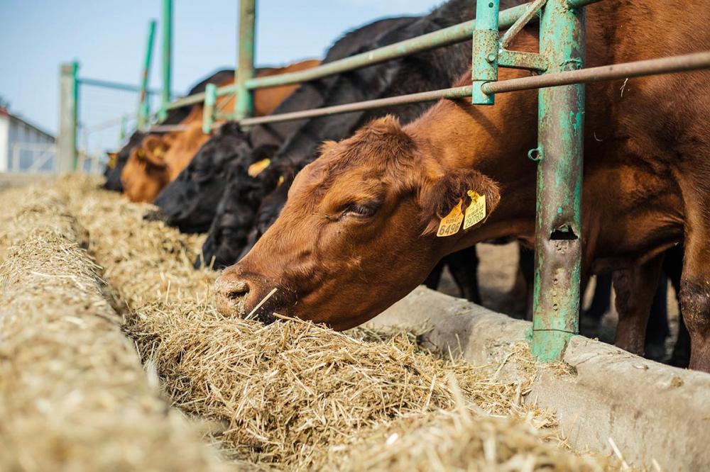  O confinamento é uma técnica de pecuária intensiva para finalização e acabamento de carcaça. O cliente entrega o animal com 14@ e o recebe com 20@ no final do período.