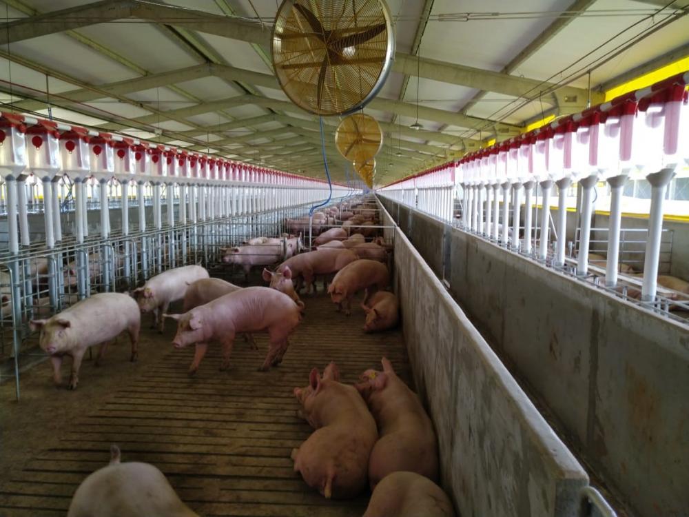O bem-estar animal é uma realidade na atividades desempenhadas no setor de suinocultura da Cooperativa Castrolanda.