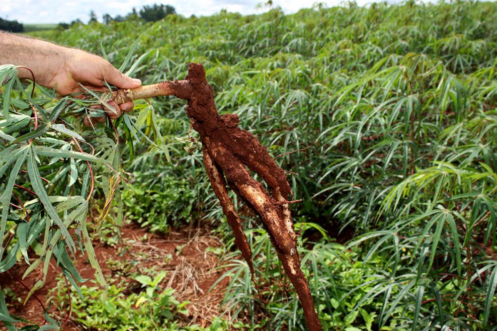 A previsão é que o Paraná produza cerca de 3,4 milhões de toneladas de mandioca.