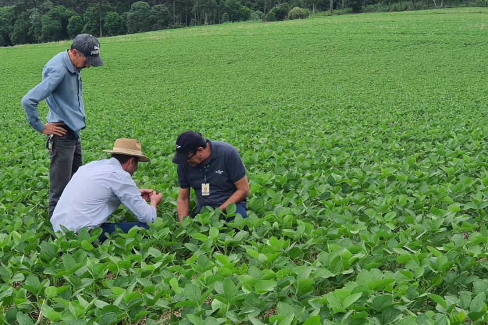 Giro Técnico da Soja divulga boas práticas de cultivo a mais de mil produtores no Estado Foto: IDR-PR