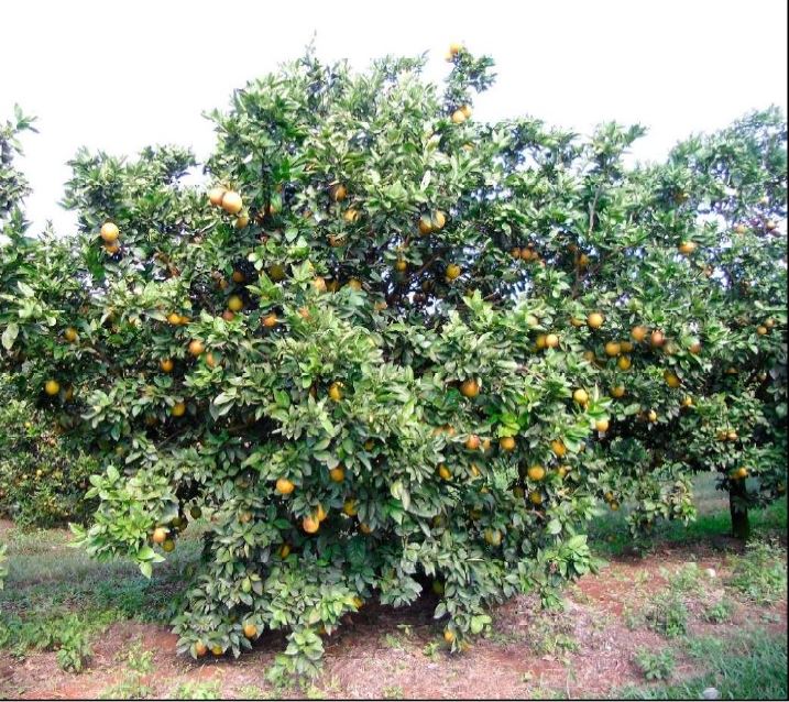 O pomar experimental foi implantado em 2005 na sede de pesquisas da instituição, em Londrina, e também são analisados os porta-enxertos Limão-cravo e as tangerinas Cleópatra e Sunki. Foto IDR_Paraná