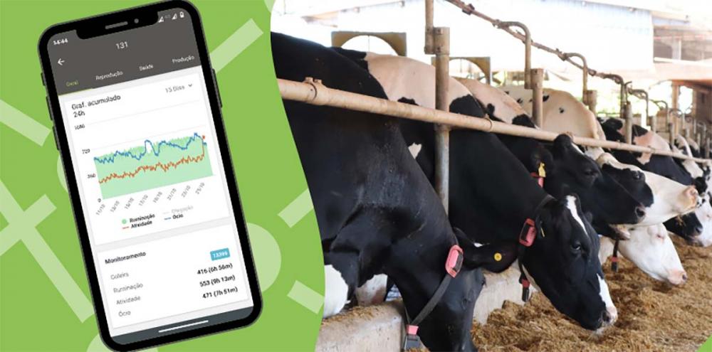 A agritech gaúcha Cowmed desenvolveu um uma coleira que “traduz” o comportamento bovino.