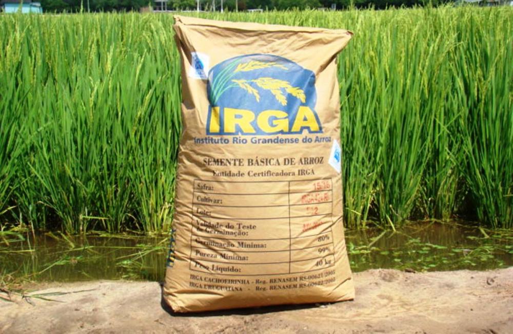 Sementes certificadas da cultivar IRGA 424 RI - Foto: Divulgação/Irga