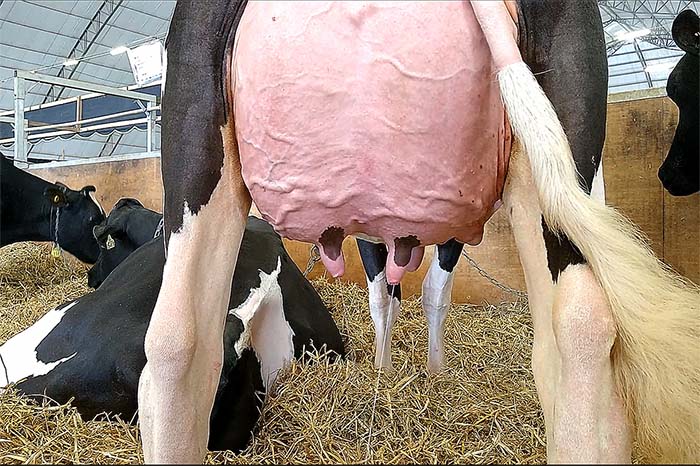 Atualmente a cadeia produtiva do leite conta com mais de um milhão de estabelecimentos produtores, desde o agricultor familiar, passando por pequenos, médios e grandes produtores.