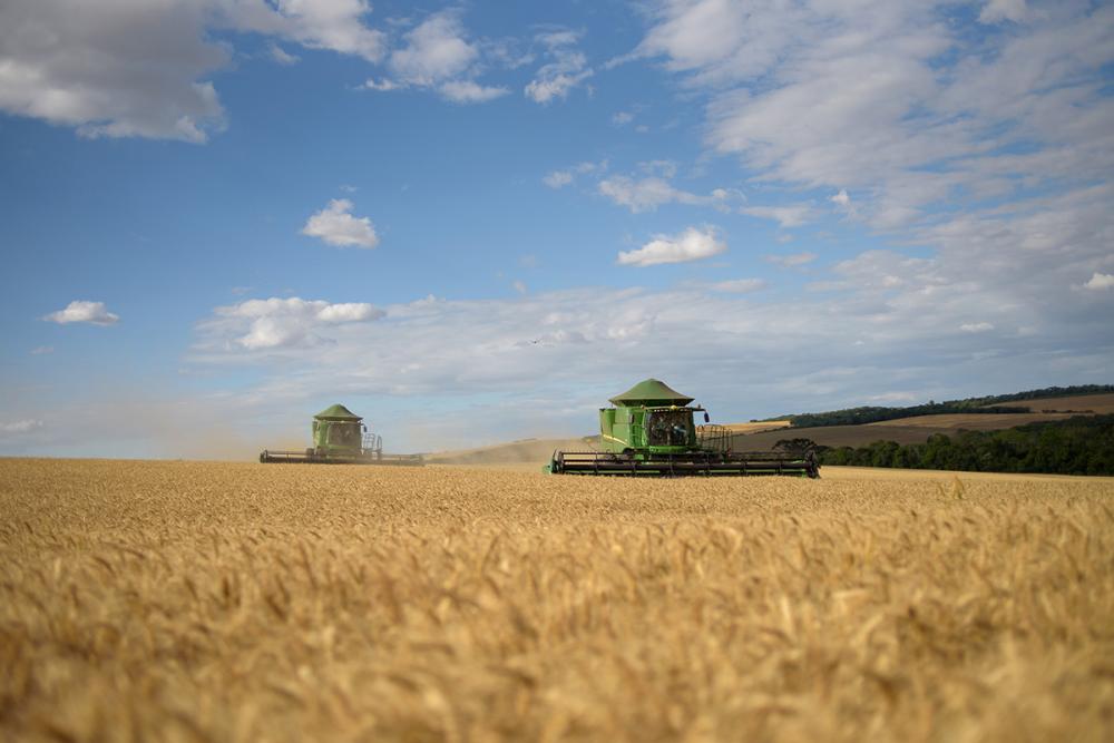 A área semeada de trigo no Brasil em 2022 girou em torno de 3 milhões de hectares, um aumento de quase 12% em comparação à safra passada. Créditos da foto: Divulgação Biotrigo/Gui Benck