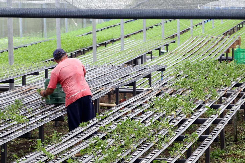 Em quatro anos, programas do Estado liberam mais de R$ 67 milhões para agricultores familiares Foto: Gilson Abreu/AEN
