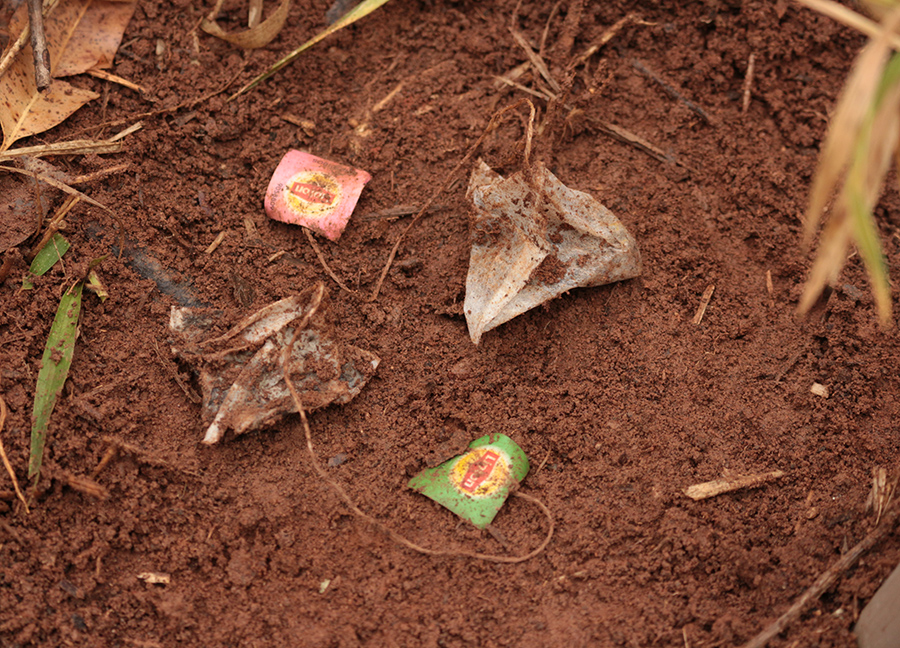 A metodologia holandesa chamada Tea Bag Index (TBI) está sendo usada por cientistas da Embrapa Pecuária Sudeste em parceria com a Universidade Federal de São Carlos (UFSCar)