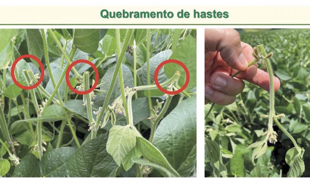 Quebramento de hastes de soja