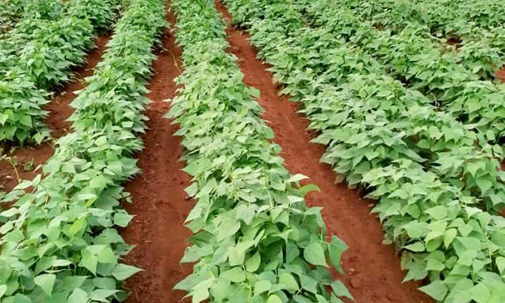 Plantação de feijão, em Ibititá, no sertão baiano