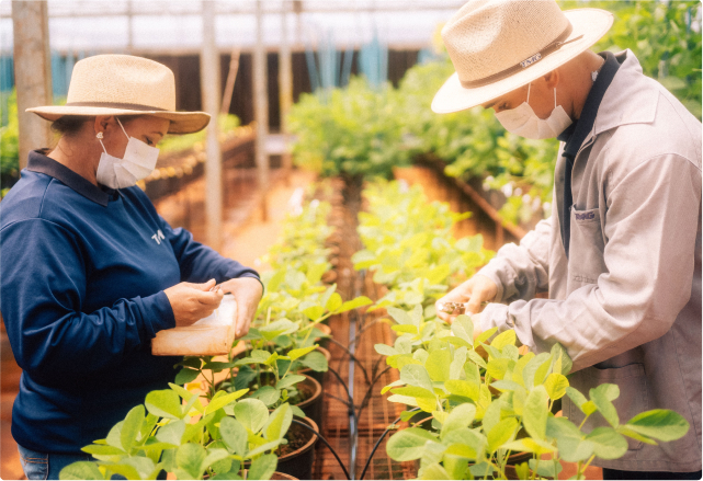 Cada vez mais, faz-se necessária a busca por técnicas que assegurem o desenvolvimento de cultivares resistentes a diferentes patologias e condições extremas de clima.