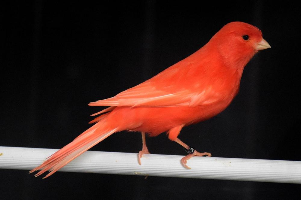 A criação legal de animais de estimação é parte importante do setor pet, e envolve um mercado amplo, especializado em insumos e serviços, para atender suas necessidades.