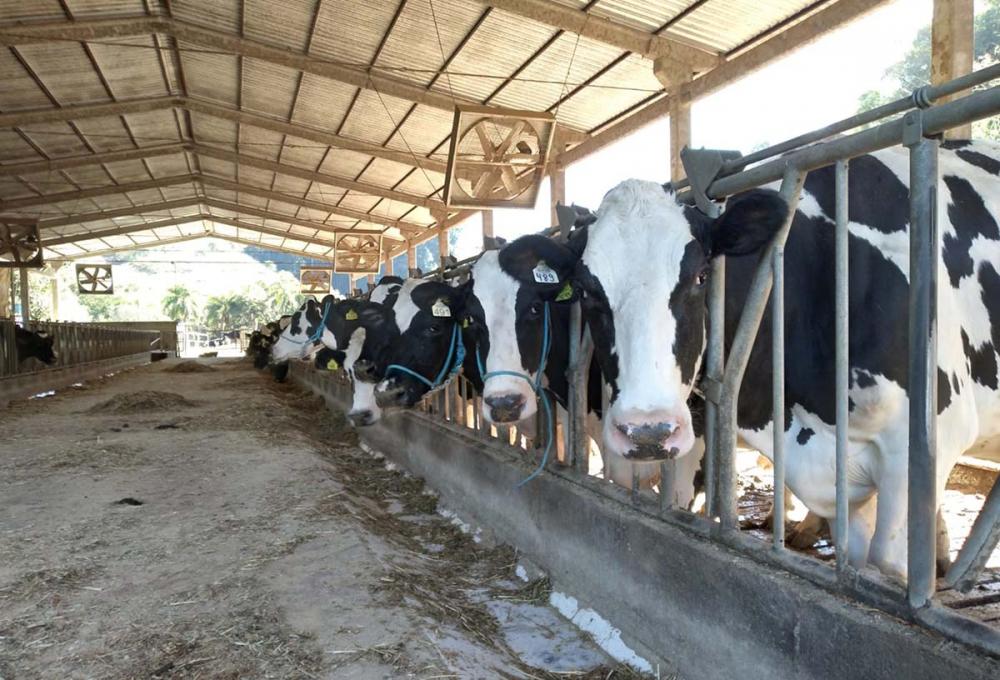 O número de registros da raça Holandesa no Rio Grande do Sul no ano de 2022 foi de 9,26 mil. Foto: Íris Beatriz dos Santos/Divulgação
