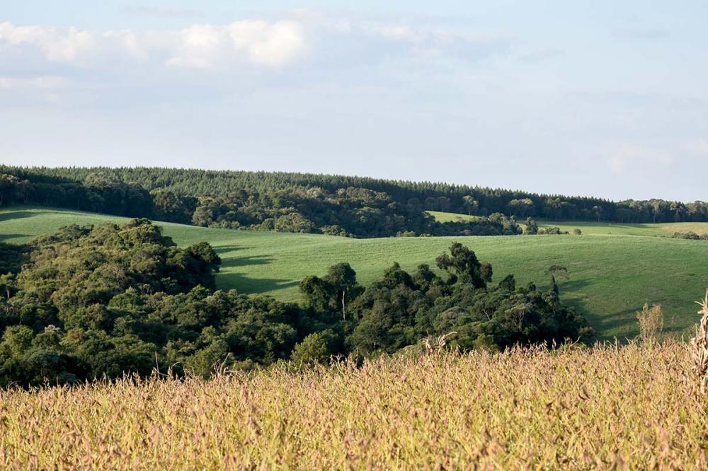 A CPR é um título representativo de promessa de entrega futura de produto agropecuário e pode ser emitida pelo produtor rural ou suas associações, inclusive cooperativas. Foto Toninho Anhaia.