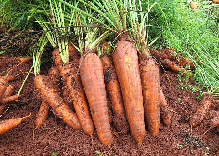 A cenoura BRS Paranoá atinge os mesmos patamares de produtividade e suporta a queima-das-folhas sem a necessidade de utilizar qualquer defensivo agrícola. Raízes recém-colhidas da cultivar de cenoura BRS Paranoá - Foto: Agnaldo Carvalho