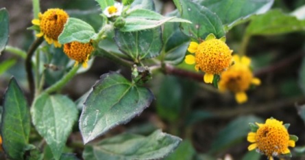 No curso, o participante vai conhecer formas de começar uma horta PANC, como a preparação de compostagem e vermicompostagem, o uso de adubação verde, quais recipientes e solos mais adequados.
