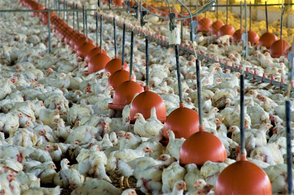 A capacitação é resultado do desdobramento da última reunião técnica realizada em dezembro, pelo secretário de Estado de Agricultura, Pecuária e Abastecimento, Thales Fernandes com o Sistema Estadual de Agricultura, entidades e demais empresas do setor av