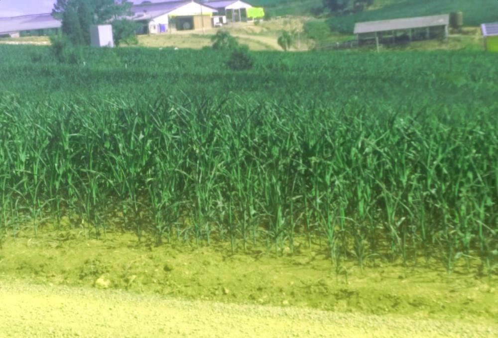 “Ao invés de ensilar milho com grão, os produtores estão ensilando palha com espiga que tem praticamente só sabugo”, conta o dirigente.