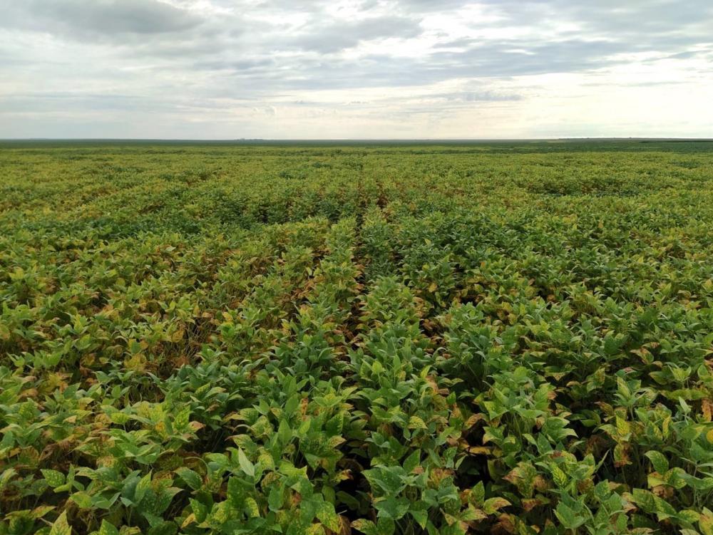  Lavoura de soja com reboleiras causadas por nematoides. Divulgação Biotrigo/Ricardo Casa
