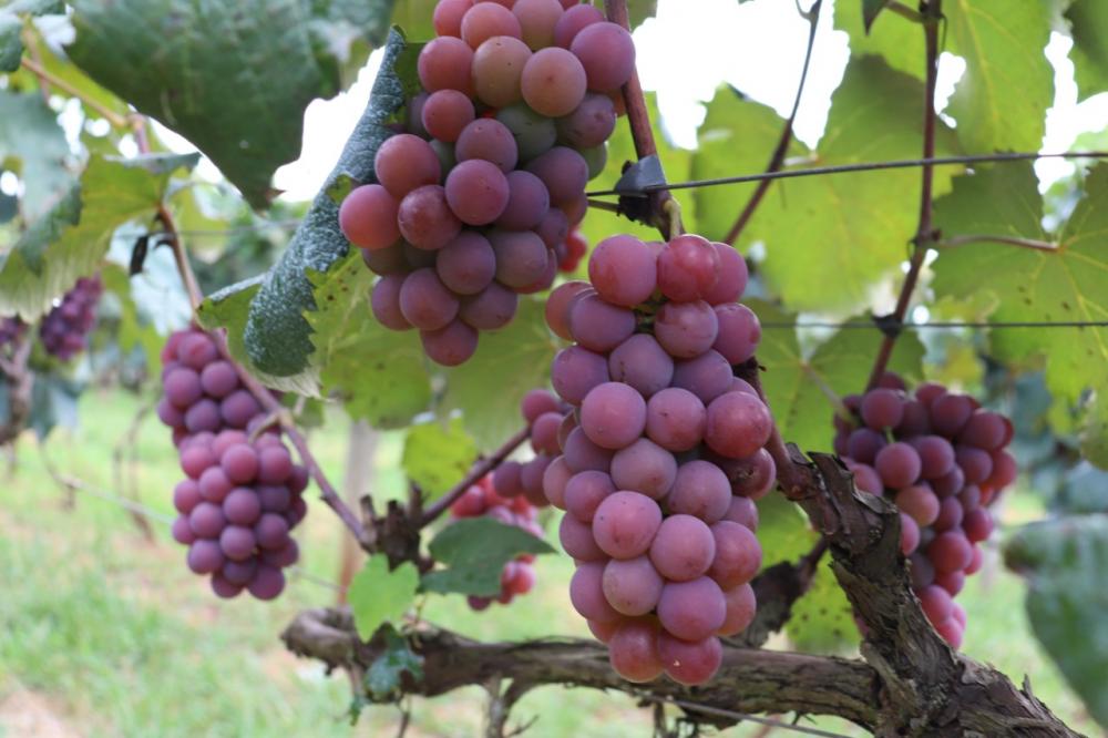 Neste ano, a Fesuva terá a participação de três produtores tradicionais de nossa cidade e o volume total a ser disponibilizado está estimado em 30 toneladas, das variedades Niágara Branca, Rosada e Bordô, com preços acessíveis e o foco na qualidade da nos