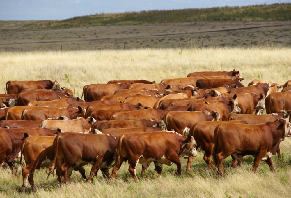 Barth Neto frisa que a primeira dica é sempre procurar manter as pastagens dentro da altura ótima de manejo.
