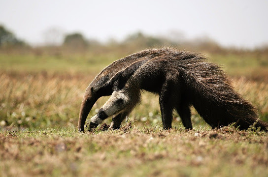 Mestrado profissional em Conservação da Fauna oferta 10 vagas (Imagem: Pixabay)