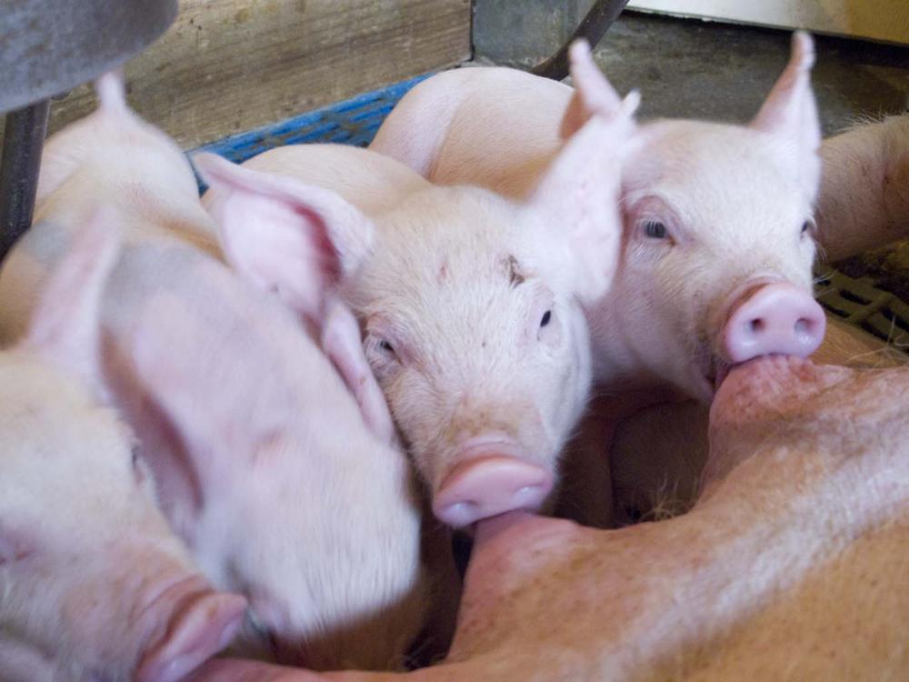 Os leitões que nasceram dos animais mais calmos e que eram estimulados tatilmente com ambiente melhor, foram os que mais sobreviveram após o nascimento.